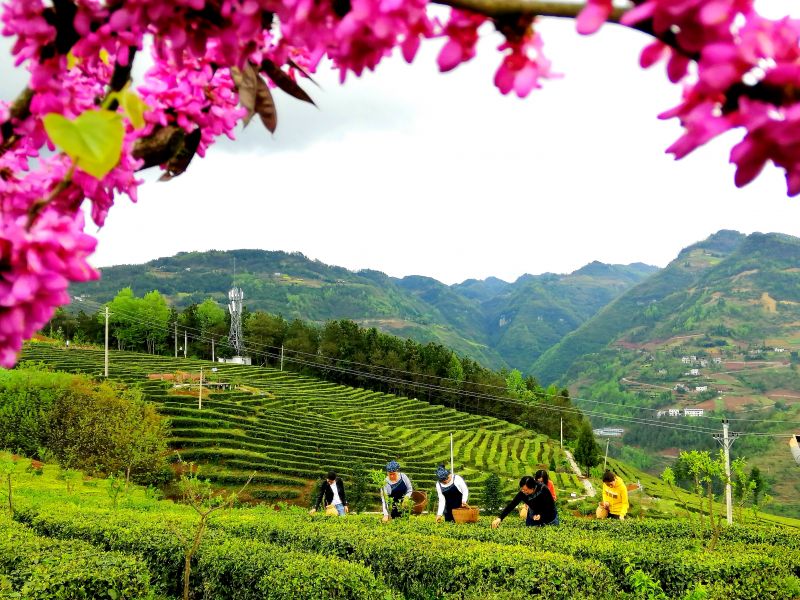 茶园美景
