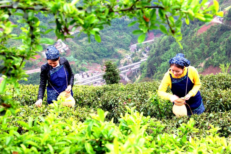 采茶忙